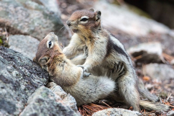 Craven and Squirrel Girl