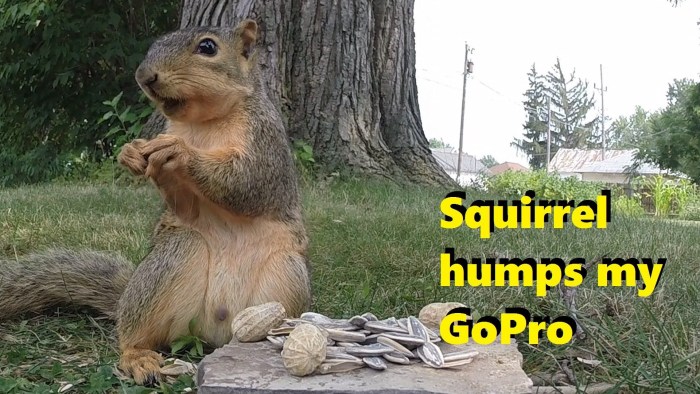 Squirrel Girl Marvel