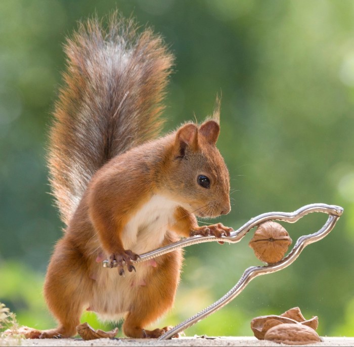 Furri squirrel