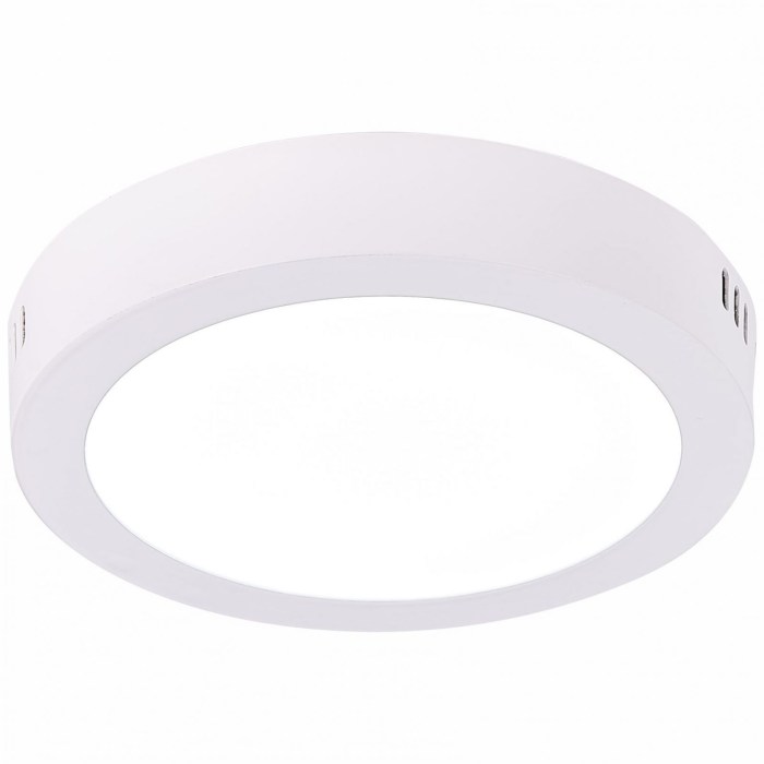 Yorkshire Terrier of the Dog breed