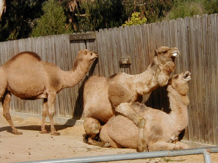 Naked adult women from below