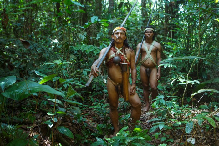Tropical forests of the Amazon