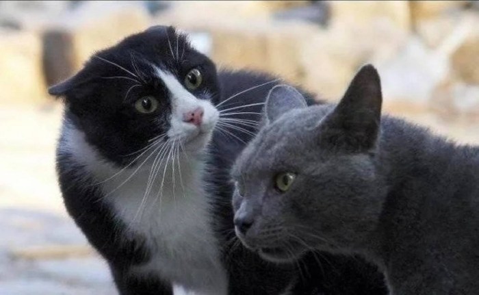 Chick chick and no pier