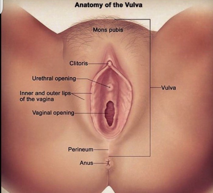 The structure of the female vagina