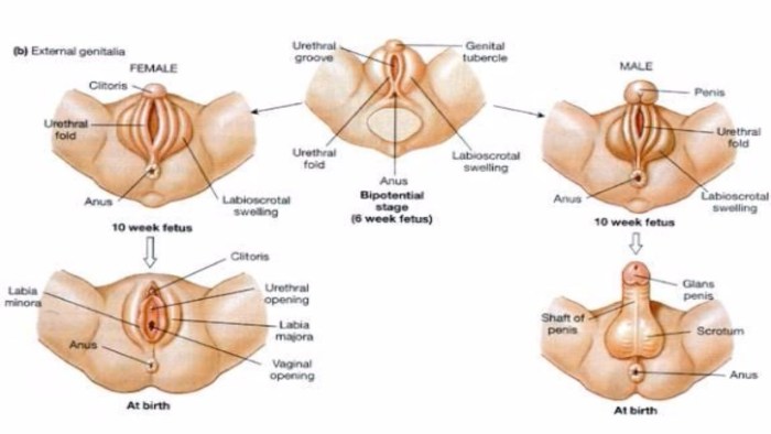 Anatomy of female external genitals