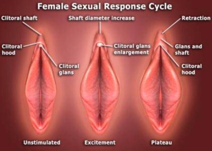 The location of the genitals in men and women