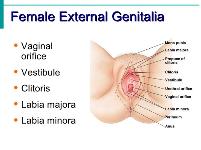 Women's vaginas of different races