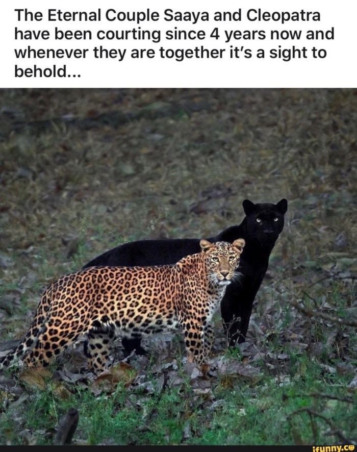 Arithmetic progression, the difference of which is 2