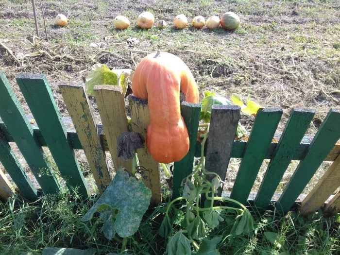 Funny about the garden