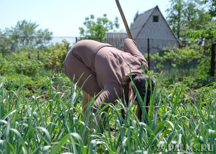 A crustacean in the garden