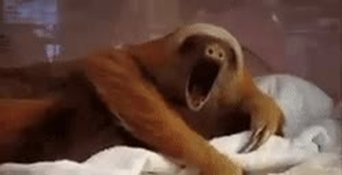 Sleep GIF jokes