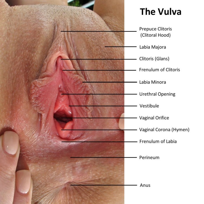 Big clitoris in vagina