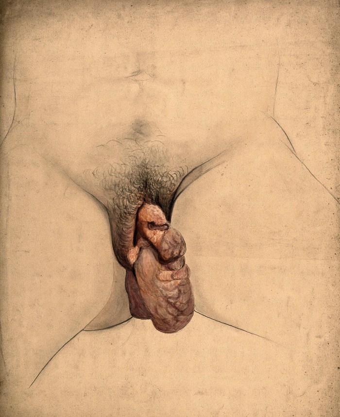 Drawing the genitals